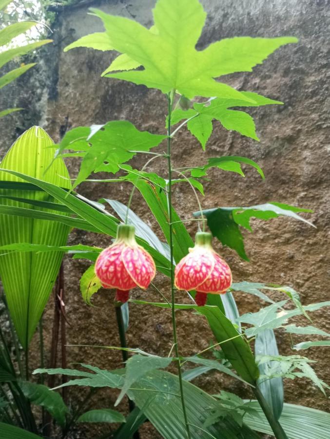 Pousada 5 Cachoeiras أوباتوبا المظهر الخارجي الصورة